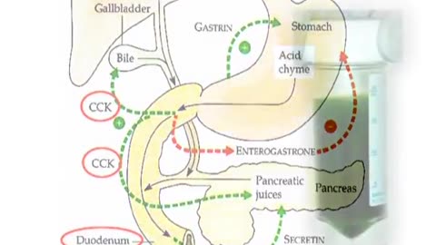 Structure and functions of different components in digestive system – II