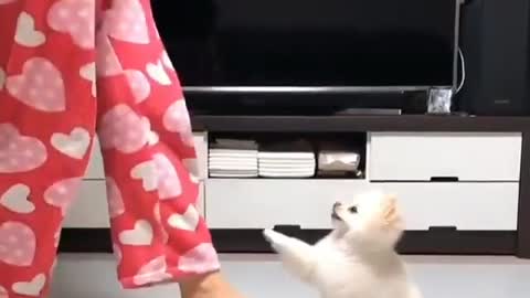 Beautiful little dog dancing with his owner at home. Too loud song watch private