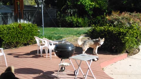 My nieces dogs Porter & Lucy want some company