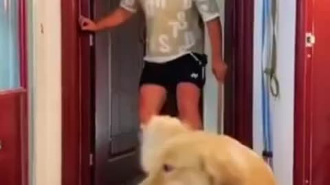 Dog funny video 😂