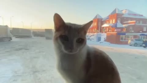 Trucker companion cat