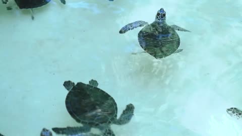 Baby turtles swimming in the sea