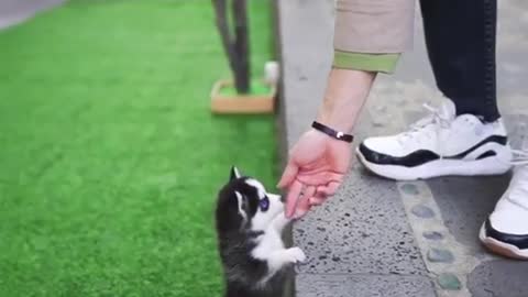 Micro husky puppy Real