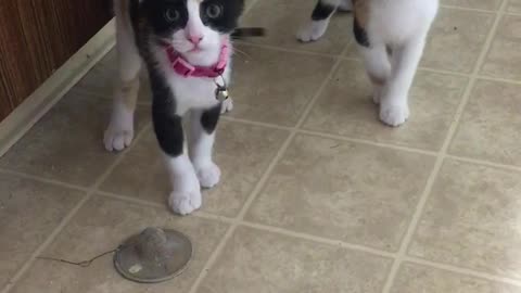 Kittens plays with tub drain