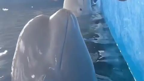 big white dolphin