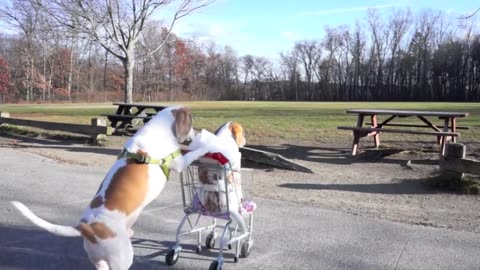 A Dog's Shopping Cart