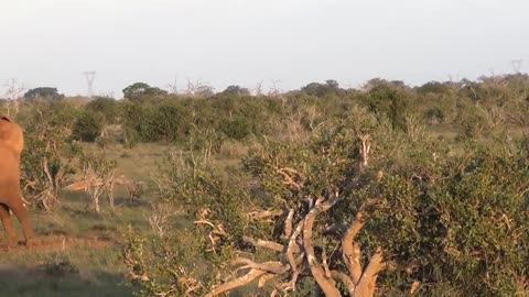 Elephant giving birth in Tsavo East National Park, Kenya