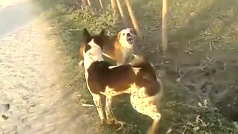 Dogs faithing in street