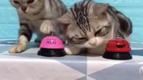 Cats training, smart cats ringing the bell