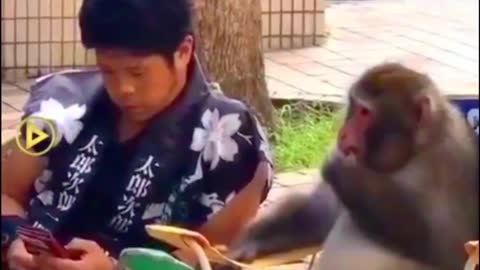 Funny Short videos monkey