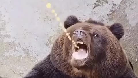 tasty juice drinking bear