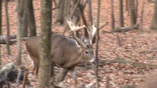 Mountain Clean Whitetails