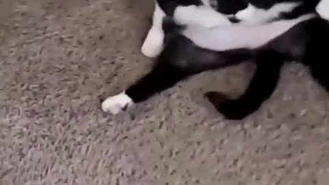 funny animal videos