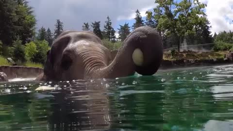 Watch the beautiful fun elephant