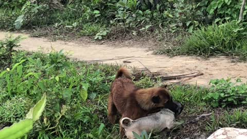 Dog Helps Younger Brother Out of the River