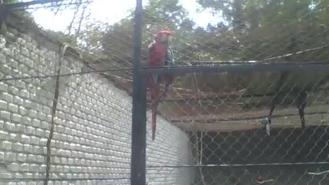 Beautiful scarlet macaw in the park, it's a wonderful big bird [Nature & Animals]