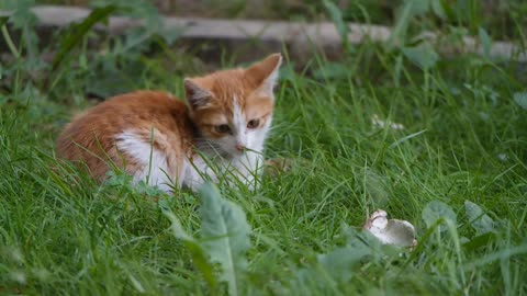 Cute 🐈 Cat searching for food..so kitting..