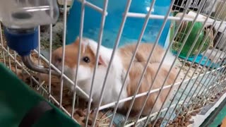 GUINEA PIG DRINKING WATER