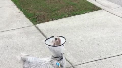 Grey puppy howling at sirens outside