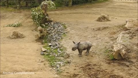 Baby Rhino Charging - FUNNIEST Compilation