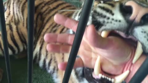 a Quick bite from a tiger !