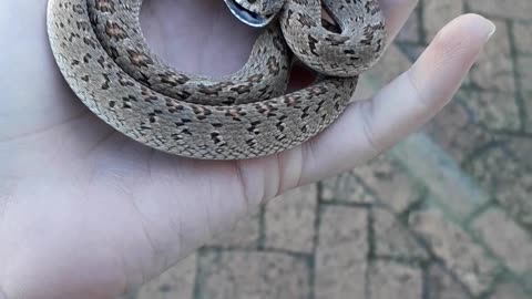 Toothless Snake Striking for Show