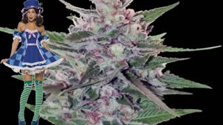 Hash Plant – Ace Seeds