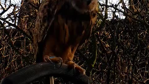 European eagle owl