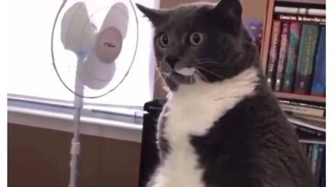 Funny Cat Dancing