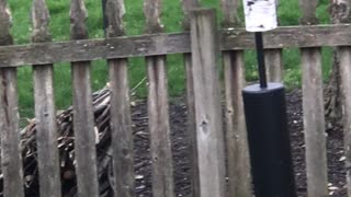 Bluebird nest building