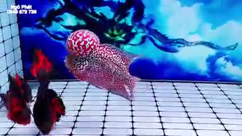 Lou han fish (flowerhorn) 17