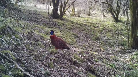 Rare animal appreciation:Temminck's tragopan