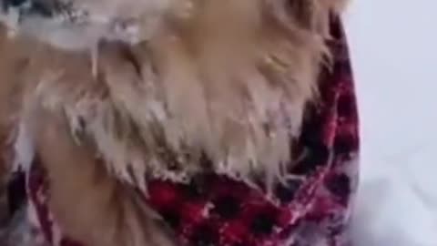 Dog experiences snow for the first time