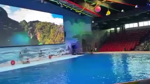 dolphin show