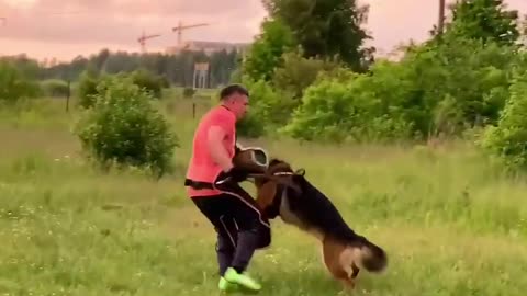 dog training fast