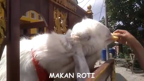 Kambing Monster Mr.Thole Kambing Ras Etawa Senduro Jatiroto Wonogiri