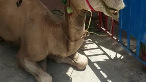 Beautiful Camel relaxing