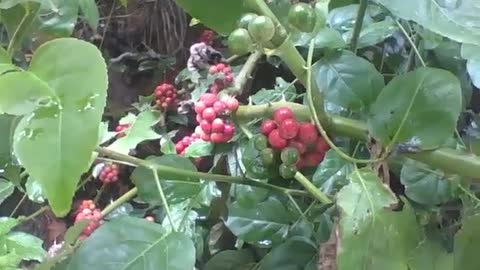 Guavaberry tree in the park, with red and green fruits, rare and exotic! [Nature & Animals]