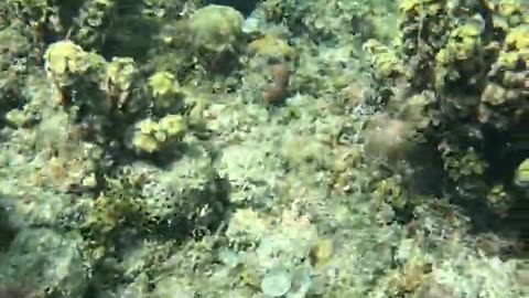 Snorkeling Adventures Philippines: Live Corals are an amazing sight in this perfectly clear water!