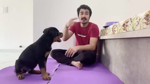 Best food traning for dog discipline video to watch