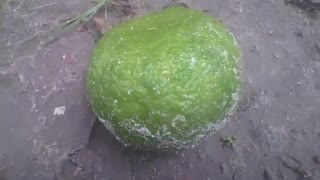 Orange falls off from the tree in the sand after a rainy night [Nature & Animals]