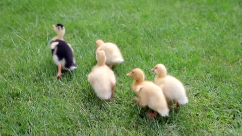 Lovely little Ducks continuing on the Grass