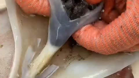 Octopus cutting