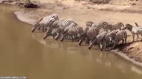 Crocodile Attacks animals