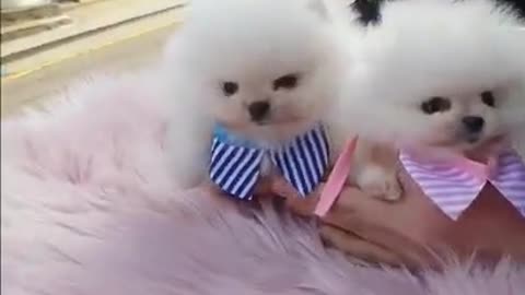 How to play with the little dog