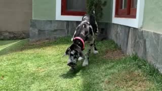 Just a cute Great Dane puppy