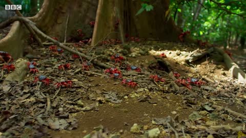 Yellow Crazy Ants Kill Red Crab | Planet Earth II | BBC Earth