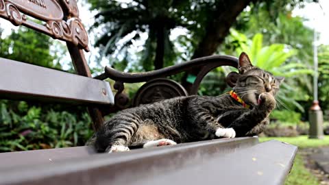 Beautiful cat's Relaxing mood