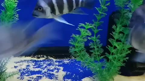 Wild Caught Moba Frontosa Cichlids