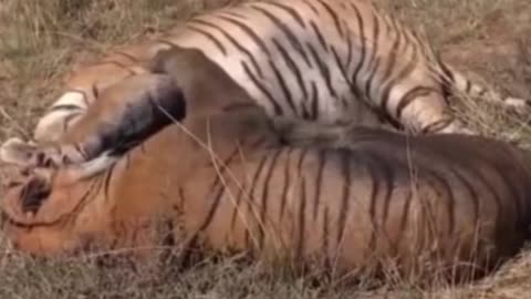 What did the two tigers fight about?